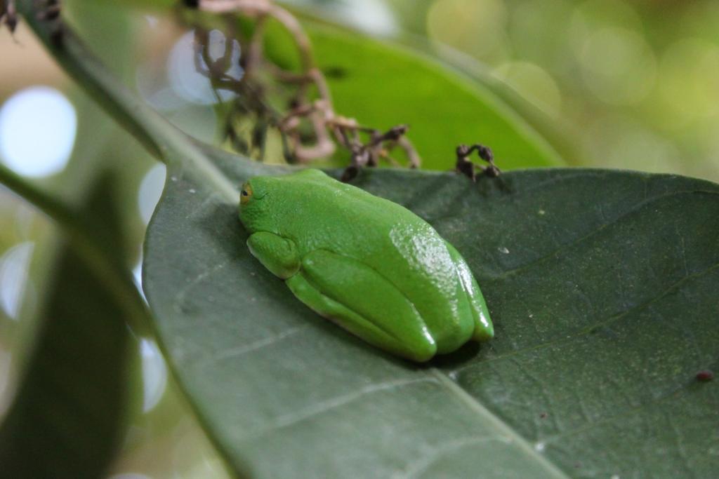 Devocean Eco Adventure Lodge Ponta do Ouro Zewnętrze zdjęcie